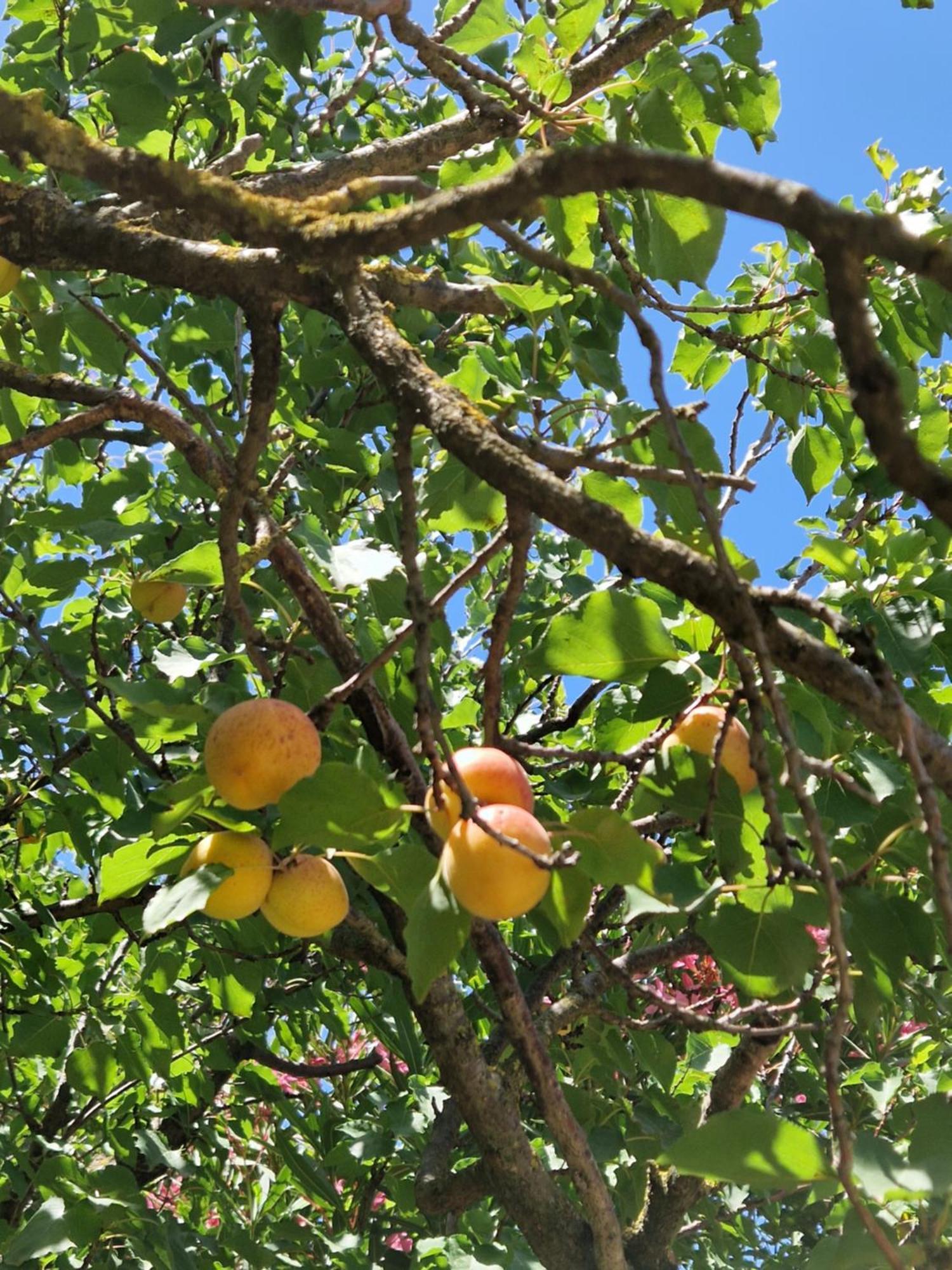 مبيت وإفطار تاراسكون Mas Armelin المظهر الخارجي الصورة